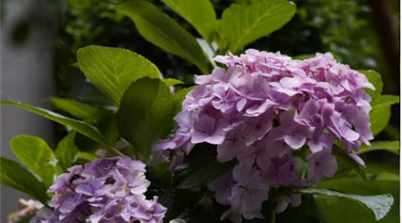 888�ڲ������حԺ�����100�����ķ�ʽ N009